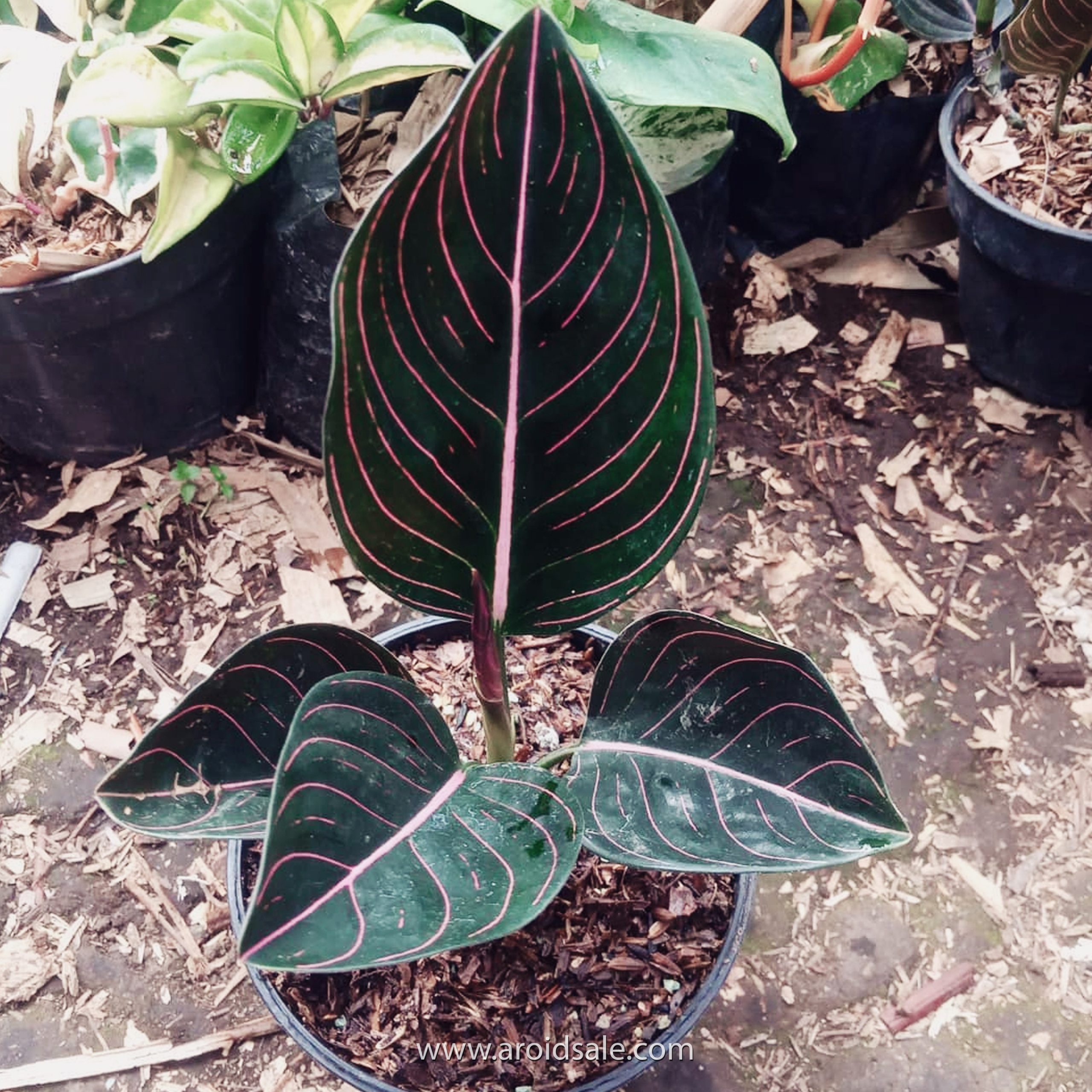 آگلونما یا نخشید (نام علمی: Aglaonema) یک سرده از تیره گلشیپوریان (Araceae) است.