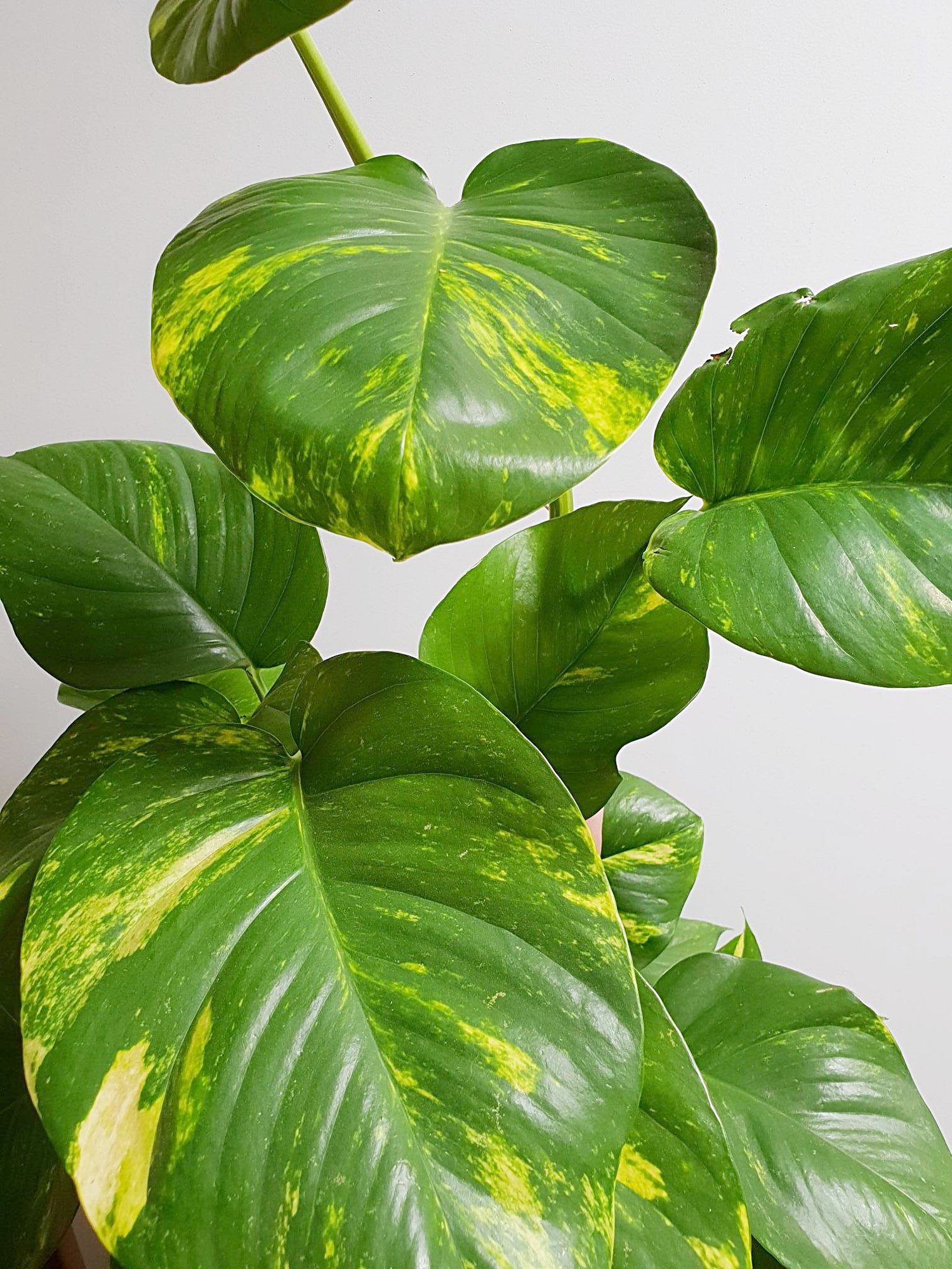 پوتوس∗ یا پتوس یا لوکَژ (نام علمی: Epipremnum aureum) از خانواده گلشیپوریان∗، جنس پوتوسها∗ و بومی جزایر سلیمان است. این گیاه را در گلخانههای گرم نگهداری و تکثیر میکنند، ارزش تزئینی آن مرهون رنگهای ابلق مرکب زرد تند و سفید مایل به کرم است. پوتوس از گیاهان آپارتمانی بالارونده است.