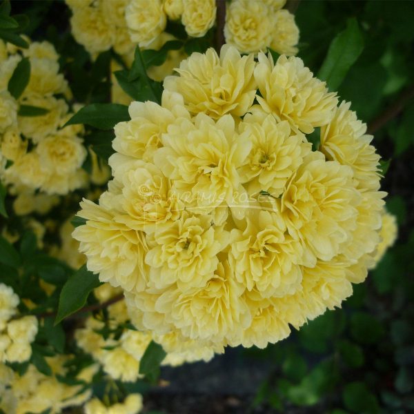 گل آبشار طلائی - Image 2