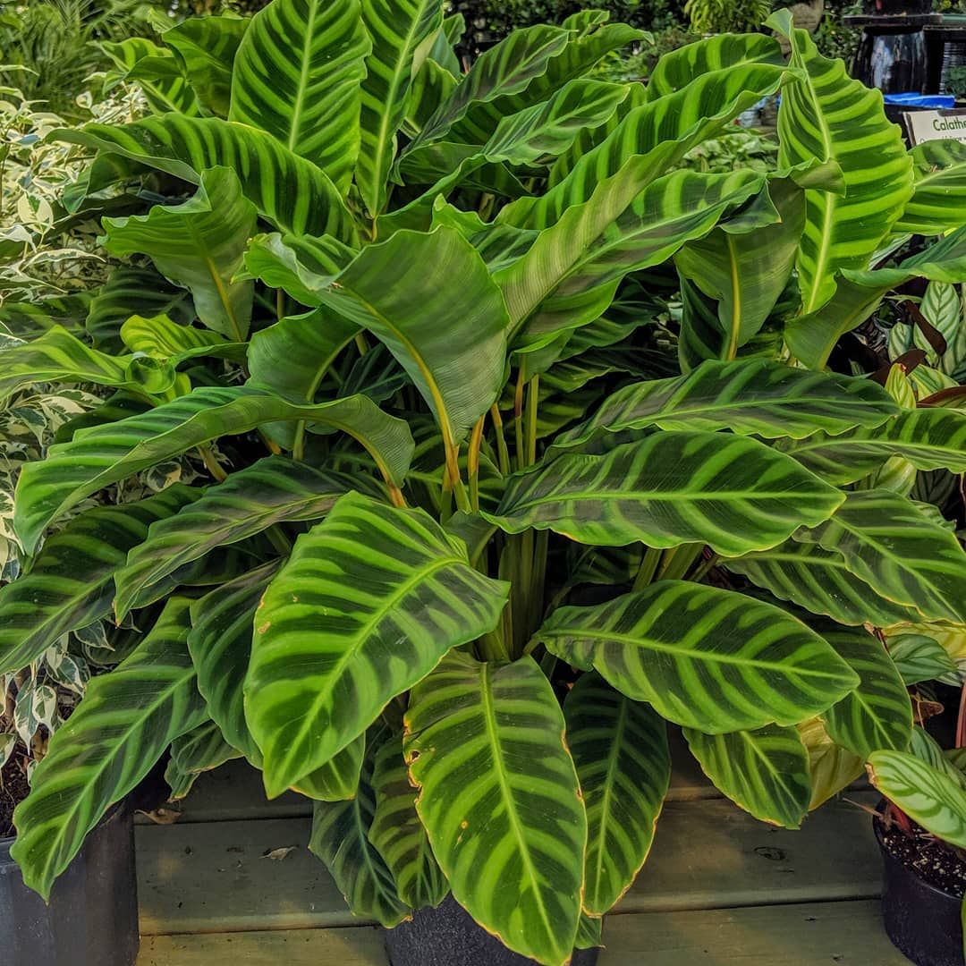 گلدان کالاتیای گورخری - Image 3