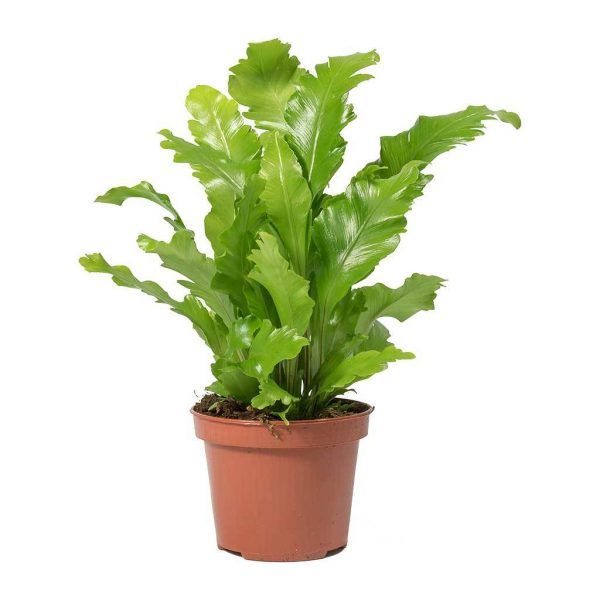 گلدان سرخس لانه پرنده