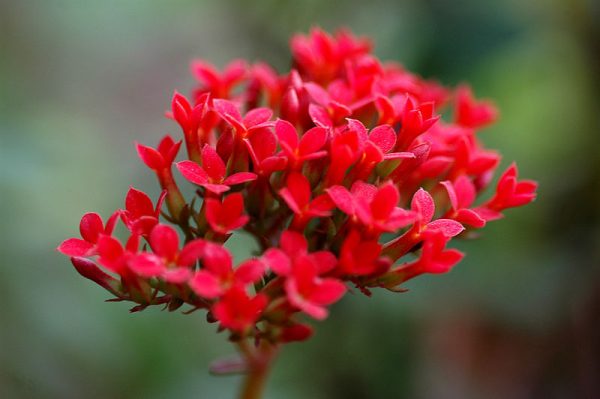 Kalanchoe