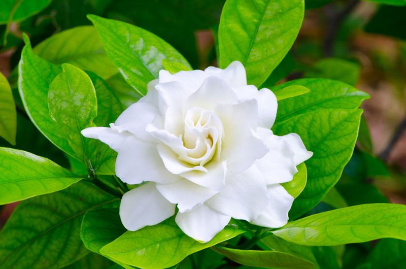 Gardenia jasminoides