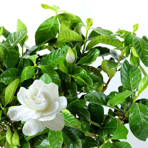 گل گاردنیا مناسب حمام و سرویس بهداشتی - Image 3